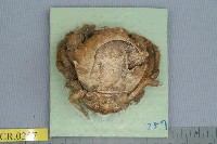 藏品(中型勞綿蟹)的圖片